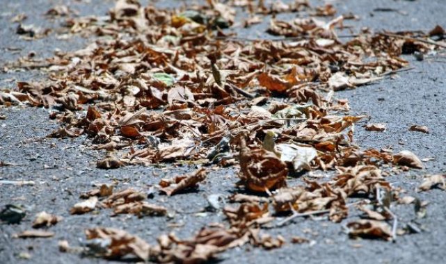Bolu'da son 94 yılın en sıcak yazı; ağaçların yaprakları sararıp döküldü