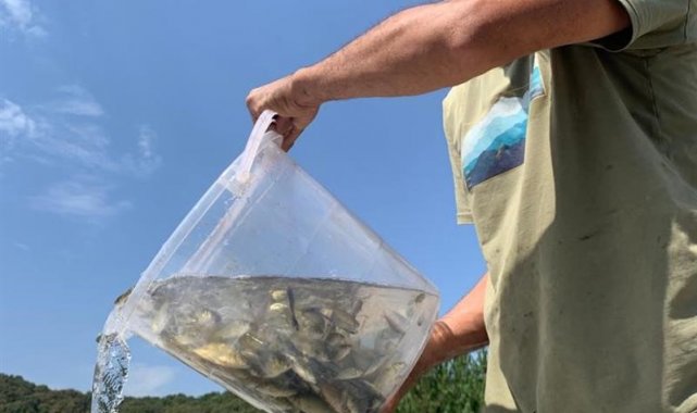 Bolu'dan Sakarya'ya 400 bin yavru pullu sazan balığı gönderildi