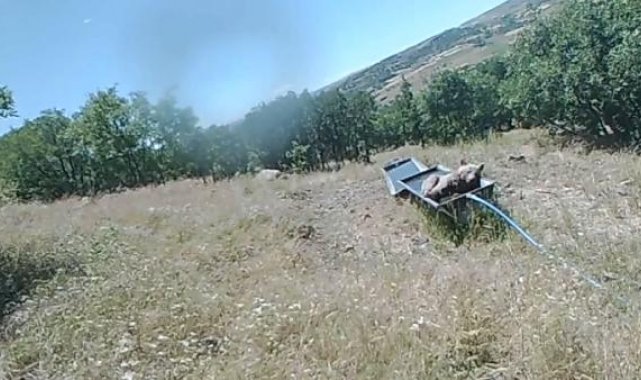 Boz ayının su içtiği sıvata girip serinlemesi fotokapana yansıdı