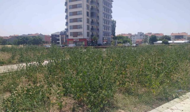 Bu parkın yapımı neden yarım bırakıldı?