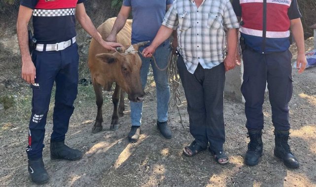 Büyükbaş hayvan hırsızı, jandarmadan kaçamadı