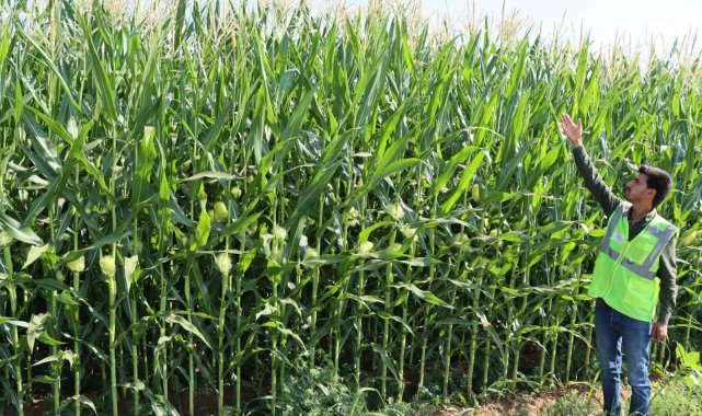 Büyükşehir, Mısır'da istenilen kaliteye ulaştı