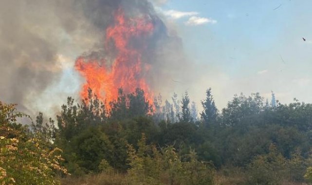 Çanakkale'de orman yangını