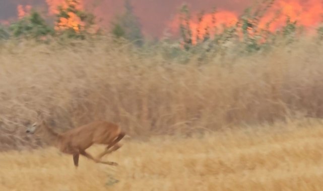 Çanakkale'deki yangın en çok onları etkiledi...Alevlerden kaçan karaca böyle görüntülendi