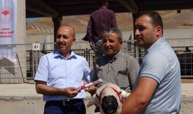 Çankırı'da üreticilere 110 adet koç dağıtıldı