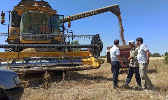 Çavdarhisar'da buğday tohumu hasadı devam ediyor