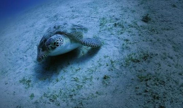 Deniz kaplumbağaları için korumaya alınan yuva sayısı, 2 bin 551'e ulaştı
