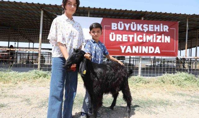 Denizli'de 489 üreticiye 978 adet damızlık koç ve teke hibe edildi