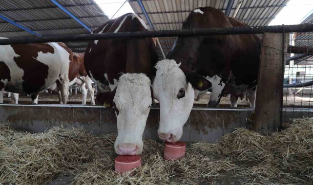 Denizli'de 650 bin hayvan için 140 bin mineral taşı dağıtıldı