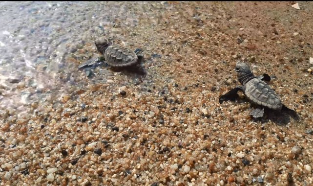 Didim ve Kuşadası'nda yavru deniz kaplumbağaları denizle buluştu