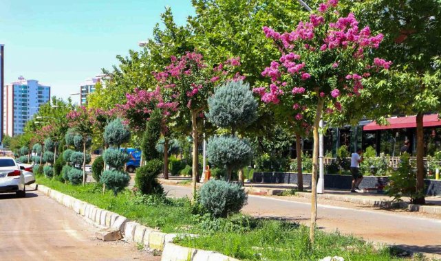 Diyarbakır'da refüj ve kavşaklar oya ağaçları ile renklendi