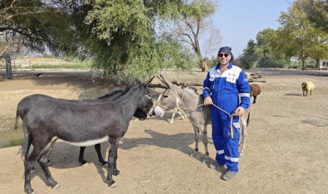 Diyarbakır'da şiddet gören eşek, Emekli Hayvanlar Çiftliği'nde