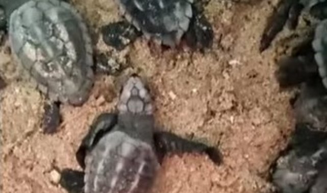 Doğa koruma ekipleri yavru carettaların denizle buluşmasını sağladı