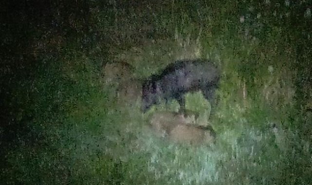 Domuz sürüsü bahçeye girdi ürünleri yedi