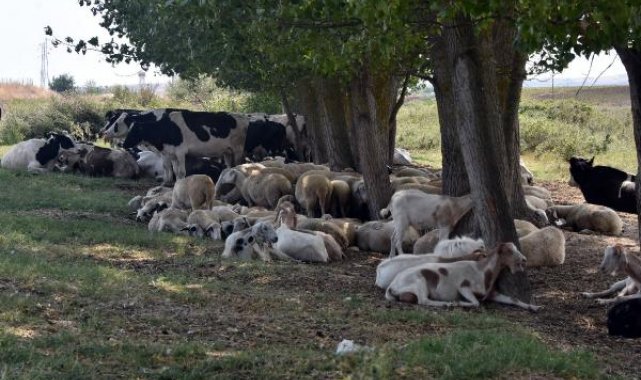 Edirne'de köylere inen kurtlar, koyunlara saldırdı