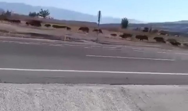 Elazığ'da domuz sürüsü görüntülendi
