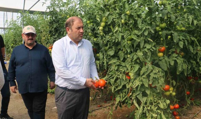 Erzincan seralarında üretilen domates 16 liradan alıcı buluyor