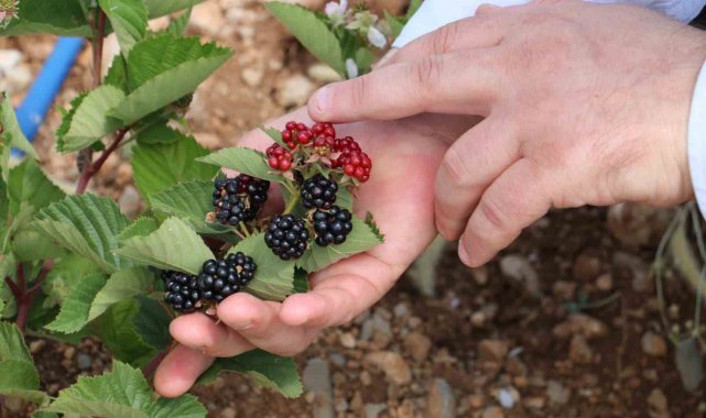 Erzincan'da böğürtlen yetiştiriciliğine başladı
