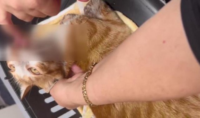 Esenyurt'ta çenesi kırılıp dili kesilen kedi öldü