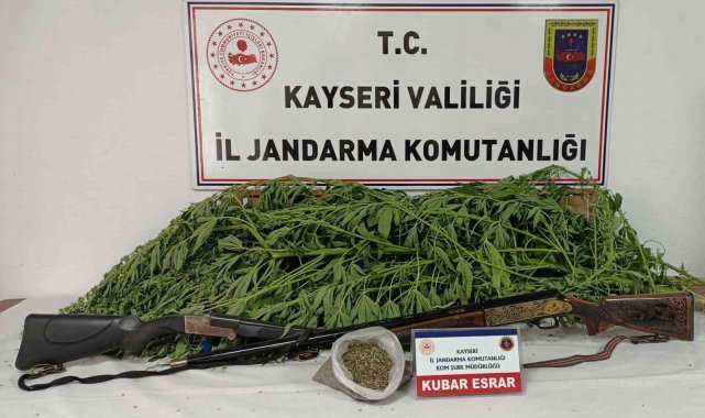 Evin bahçesinde kenevir bulunan şahıs yakalandı