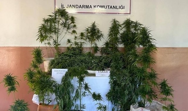 Evlerinin bahçesine kenevir eken iki şahsı jandarma yakaladı