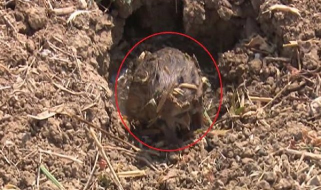 Fareler 40 bin dönüm ekili alana zarar verdi