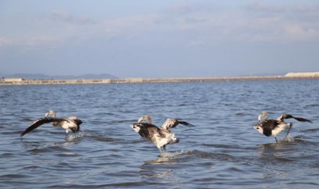 Flamingolara 'halkalı' koruma