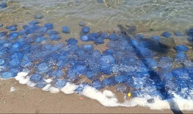 Foça sahillerinde denizanası yoğunluğu