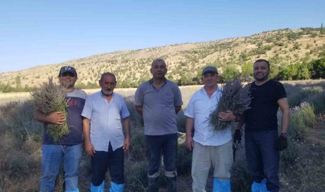 Giresun'da lavanta hasadı başladı
