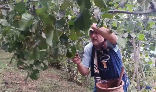 Giresunlu fındık üreticilerinin endişesi serbest piyasada oluşacak fındık fiyatı