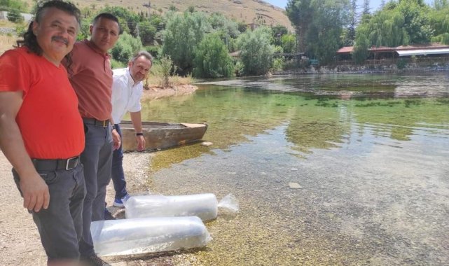 Göletlere son bir haftada 1 milyon 52 bin yavru sazan balığı salındı