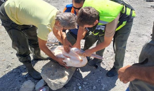 Gölette mahsur kalan yaralı pelikan AFAD ekiplerince kurtarıldı