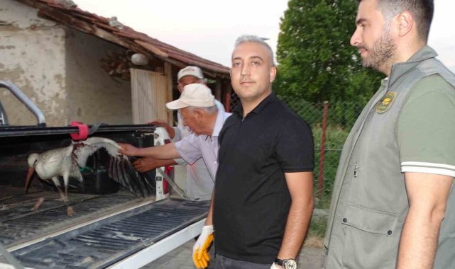 Hisarcık'ta vatandaşların bulduğu yaralı leylek tedavi altına alındı