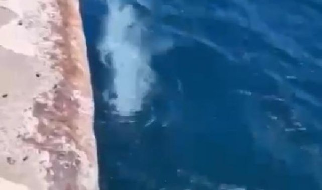 İstanbul Boğazı'nda yunuslar görüntülendi