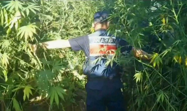 Jandarmadan uyuşturucu operasyonu: 1 tutuklama