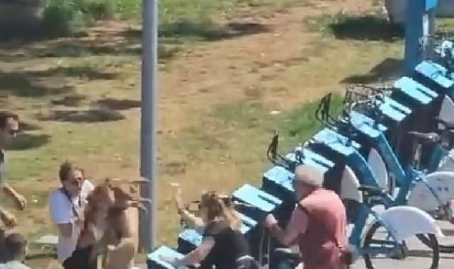 Kadıköy'de tasmasız gezdirilen köpek dehşet saçtı