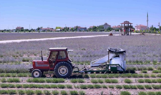 Karatay Lavanta Bahçeleri'nde hasat zamanı