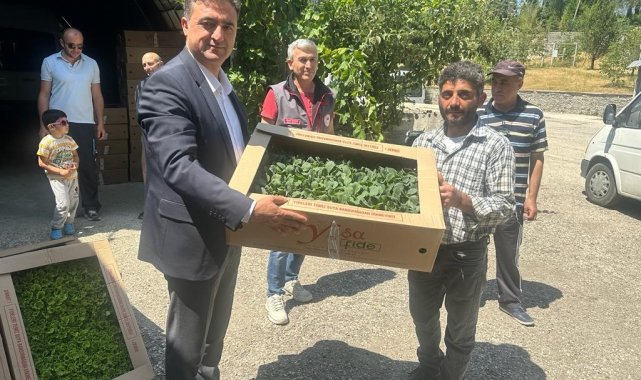 Kastamonu'da çiftçilere 80 bin fide dağıtıldı