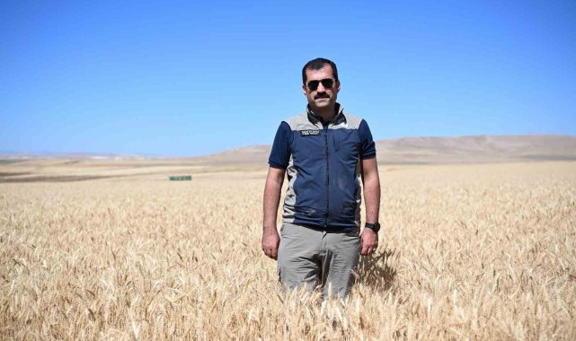 Kayseri'de yazlık buğday üretimi geleneği sürüyor