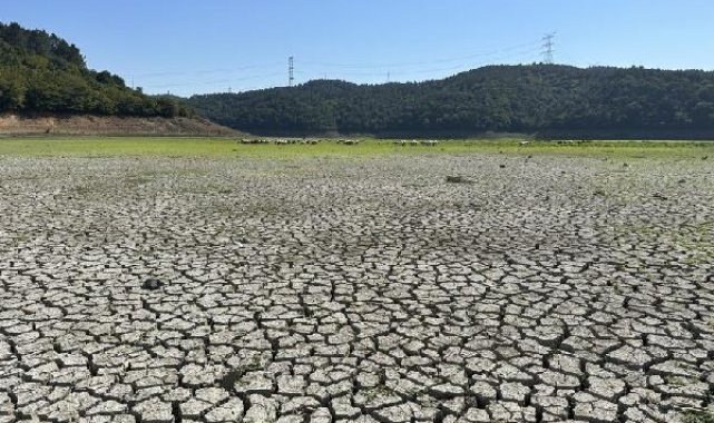 Kemerburgaz Kent Ormanı'ndaki göl kurudu; keçiler otlamaya başladı