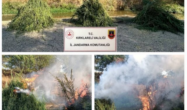 Kırklareli'nde 372 bin 637 kök kenevir ele geçirildi