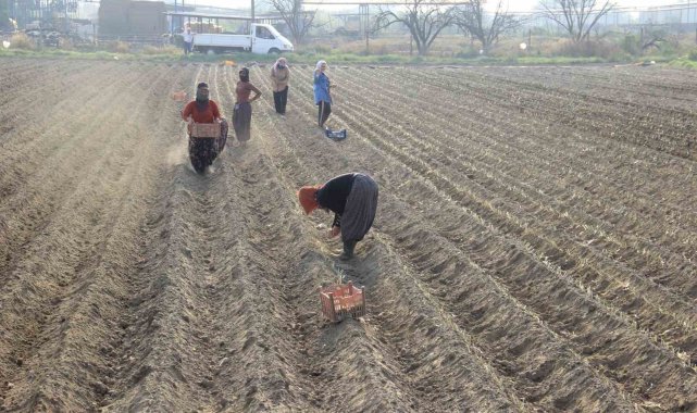Kıymeti korona virüs salgınında anlaşılan pırasaya olan rağbet her geçen gün artıyor