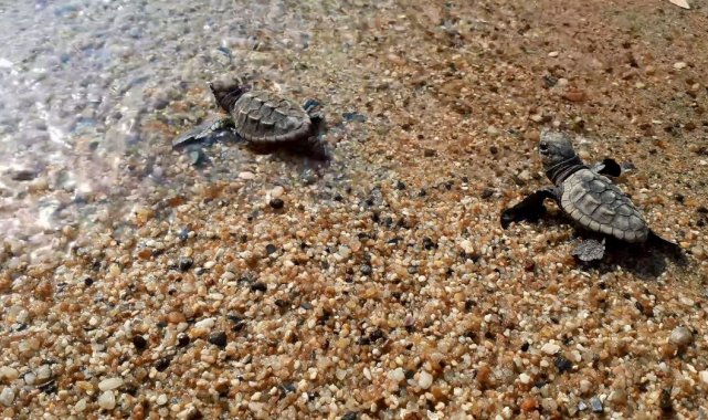 Kuşadası'nda 33 caretta caretta yavrusu denizle buluştu