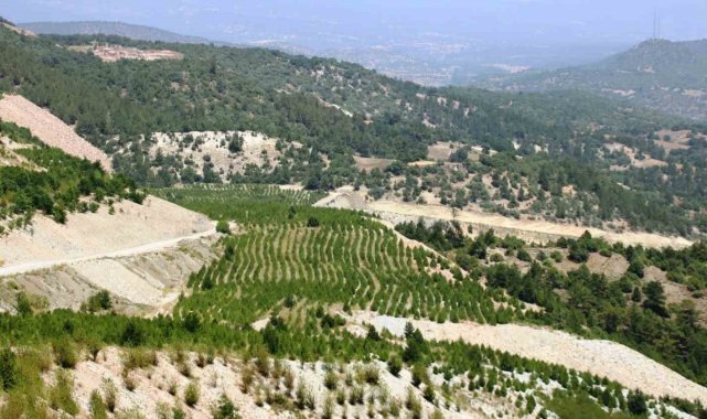 Kütahya'da 22 hektar maden sahasına 78 bin fidan dikildi
