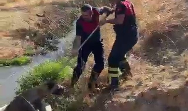Kuyuya düşen köpeği itfaiye ekipleri kurtardı