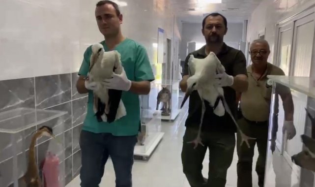 Leylek yavruları tedavi edilerek doğaya salındı