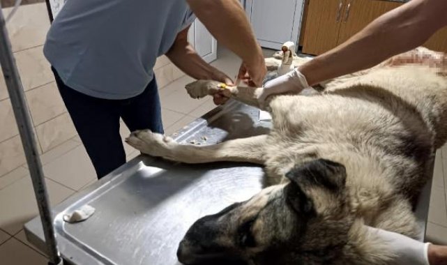 Manisa'da hayvanseverin beslediği köpeğe tüfekle ateş açıp öldürdü