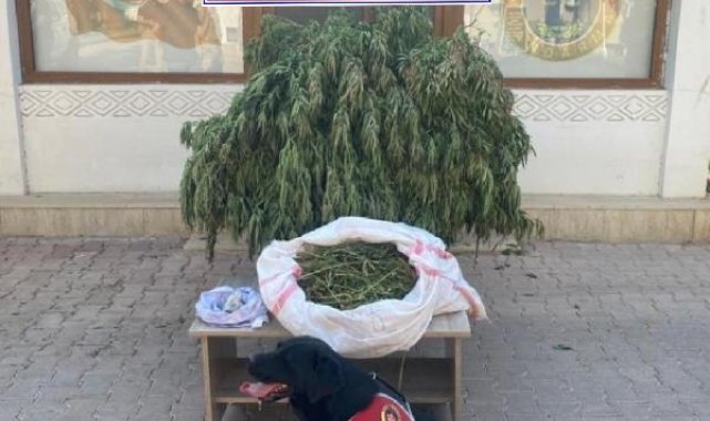 Mardin'de evinin bahçesinde uyuşturucu eken şüpheli gözaltına alındı