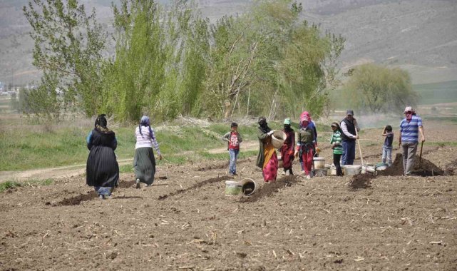 Mevsimlik tarım işçileri tarlalarda rızıklarını çıkarıyor