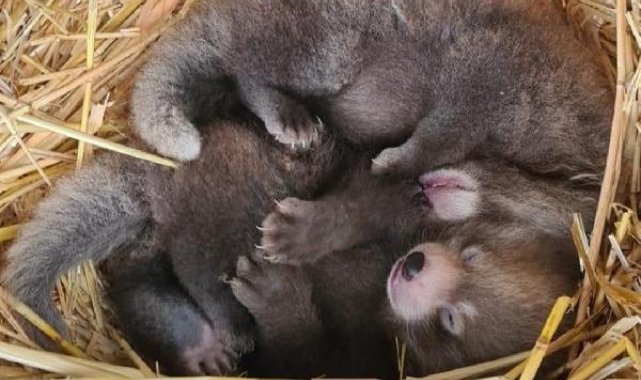 Nesli tükenmekte olan kızıl panda nüfusuna ikiz yavru katıldı